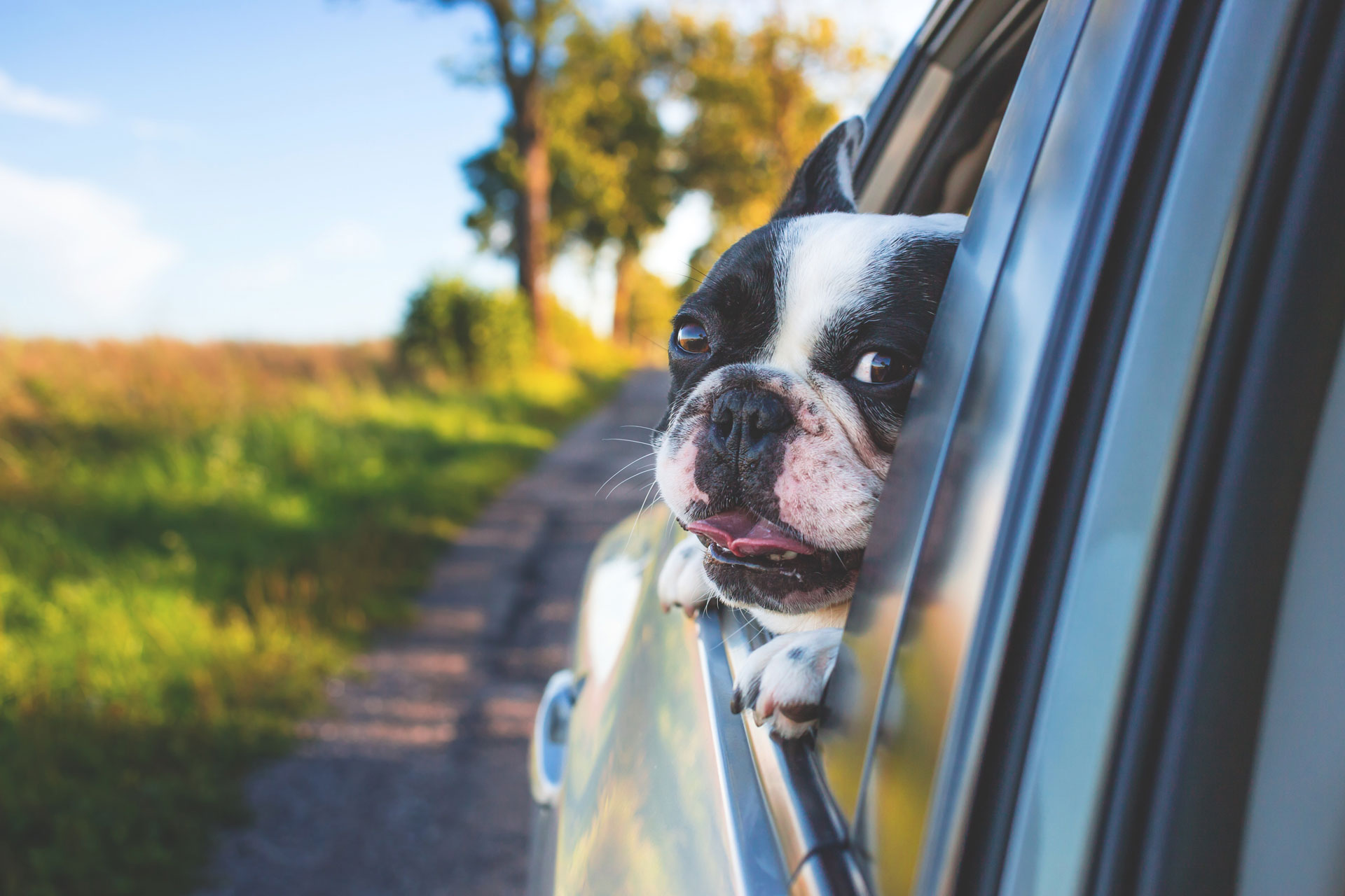adorable-animal-canine-for-web